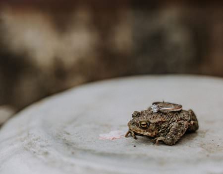Frog or toad with bride's engagement ring on top