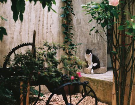France on film cats