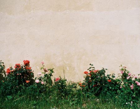 Roses against a wall in France