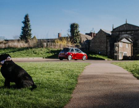 Dog in a bow tie for Oakham wedding
