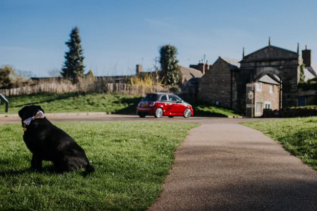 Dog in a bow tie for Oakham wedding