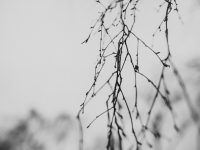 Dusk Sherwood Forest Wedding